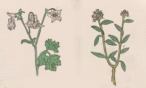 Herbarius - Gart der gesuntheit - Hortus sanitatis da Hans Schönsperger