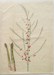 Asparagus officinalis dall