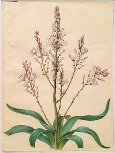 Asphodelus ramosus dall