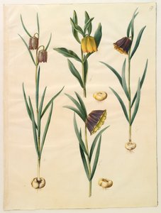 Fritilleria meleagris dall