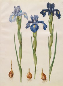 Iris xiphiodes dall