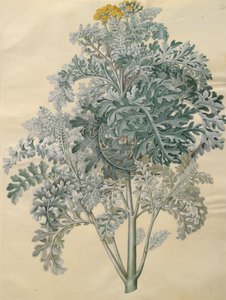 Jacobaea maritima dall