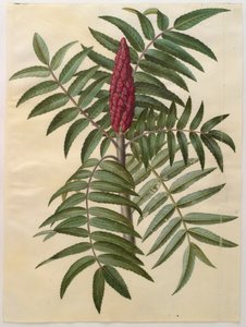 Rhus typhina dall