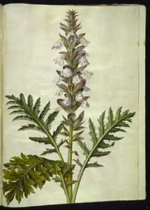 Acanthus hungaricus (acanto ungherese) da Hans Simon Holtzbecker