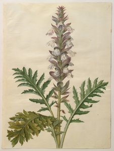 Acanthus mollis da Hans Simon Holtzbecker