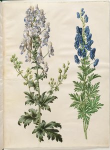 Aconitum variegatum (aconito variegato); Aconitum napellus (aconito napello) da Hans Simon Holtzbecker