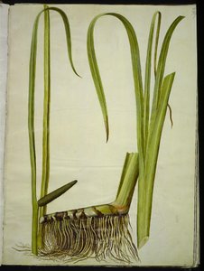 Acorus calamus da Hans Simon Holtzbecker