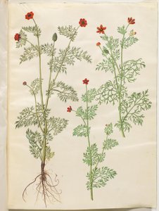 Adonis annua; Adonis aestivalis