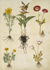 Adonis vernalis; Cypripedium calceolus; Ranunculus asiaticus; Ranunculus da Hans Simon Holtzbecker