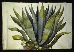 Agave americana (agave comune)