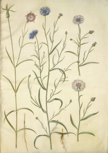 Agrostemma githago (campanula comune); Centaurea cyanus (fiordaliso)