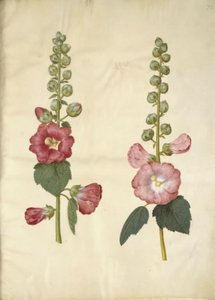 Alcea rosea (malvarosa da giardino) da Hans Simon Holtzbecker