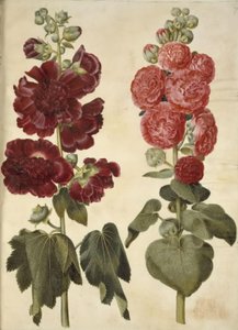 Alcea rosea (malvarosa)
