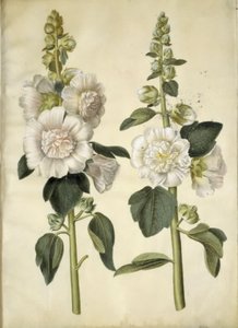 Alcea rosea (malvarosa)