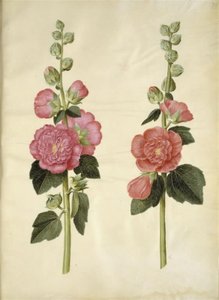 Alcea rosea (malvarosa) da Hans Simon Holtzbecker