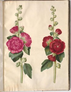 Alcea rosea (malvarosa)