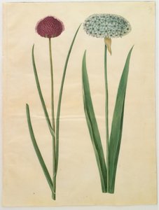 Allium sphaerocephalon (aglio ornamentale mediterraneo); Allium nigrum (aglio nero)