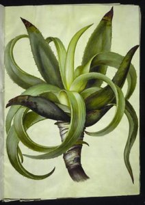 Aloe (aloe) da Hans Simon Holtzbecker