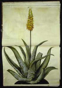 Aloe vera (aloe medicinale)