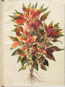 Amaranto tricolore da Hans Simon Holtzbecker
