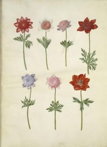 Anemone coronaria (anemone coronaria) da Hans Simon Holtzbecker
