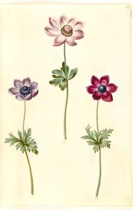 Anemone coronaria (anemone francese) da Hans Simon Holtzbecker