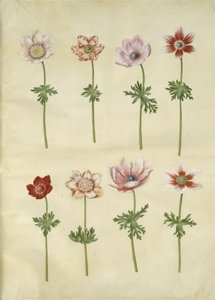 Anemone coronaria (anemone francese) da Hans Simon Holtzbecker