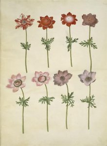 Anemone coronaria (anemone francese) da Hans Simon Holtzbecker