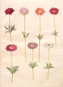 Anemone coronaria (anemone francese); Anemone ×fulgens (anemone splendente) da Hans Simon Holtzbecker