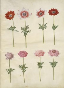 Anemone coronaria L. (anemone francese); Anemone pavonina (anemone pavone) da Hans Simon Holtzbecker