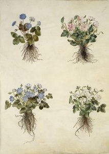 Anemone epatica (anemone blu) da Hans Simon Holtzbecker