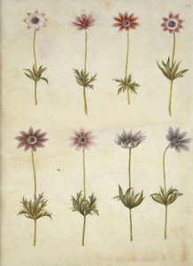 Anemone pavonina