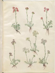 Antennaria dioica (zampe di gatto comuni) da Hans Simon Holtzbecker