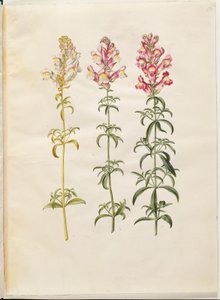 Antirrhinum majus (bocca di leone)