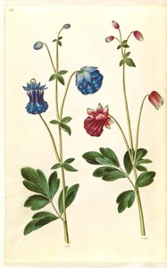 Aquilegia vulgaris (colombina comune) da Hans Simon Holtzbecker