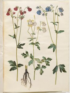 Aquilegia vulgaris (colombina comune) da Hans Simon Holtzbecker