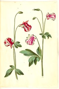 Aquilegia vulgaris (aquilegia comune) da Hans Simon Holtzbecker