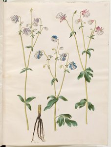 Aquilegia vulgaris da Hans Simon Holtzbecker