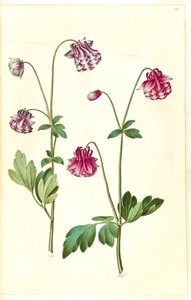 Aquilegia vulgaris (colombina comune) da Hans Simon Holtzbecker