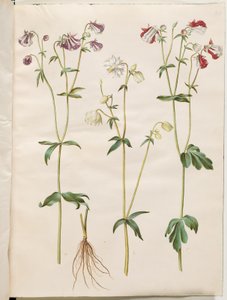 Aquilegia vulgaris (colombina comune)