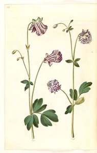 Aquilegia vulgaris (aquilegia comune) da Hans Simon Holtzbecker