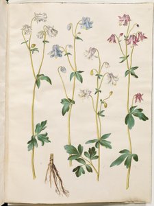 Aquilegia vulgaris da Hans Simon Holtzbecker