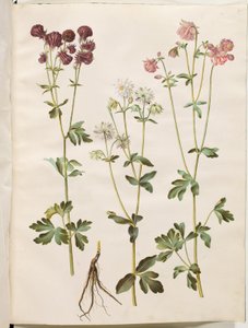 Aquilegia vulgaris (aquilegia comune)