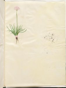 Armeria maritima (erba inglese comune) da Hans Simon Holtzbecker