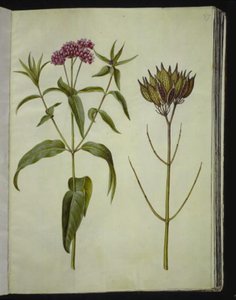 Asclepias incarnata (pianta della seta rosa)