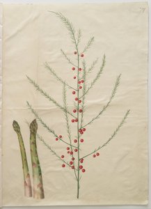 Asparago officinale da Hans Simon Holtzbecker
