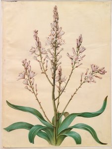 Asphodelus ramosus da Hans Simon Holtzbecker