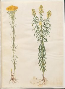 Aster linosyris (aster dorato); Linaria vulgaris (linaria comune) da Hans Simon Holtzbecker