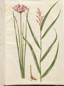 Butomus umbellatus; Phragmites australis da Hans Simon Holtzbecker