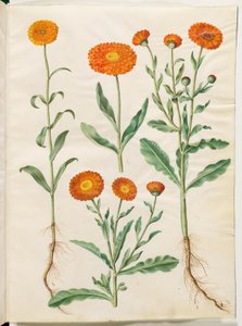 Calendula officinalis (calendula) da Hans Simon Holtzbecker